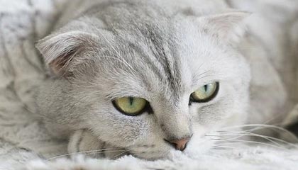 开云官网登录-爱尔兰女子队迎来历史性突破，成为焦点，爱尔兰女子篮球u20