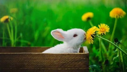 开云官网登录-爱尔兰女子队迎来历史性突破，成为焦点，爱尔兰女子篮球u20