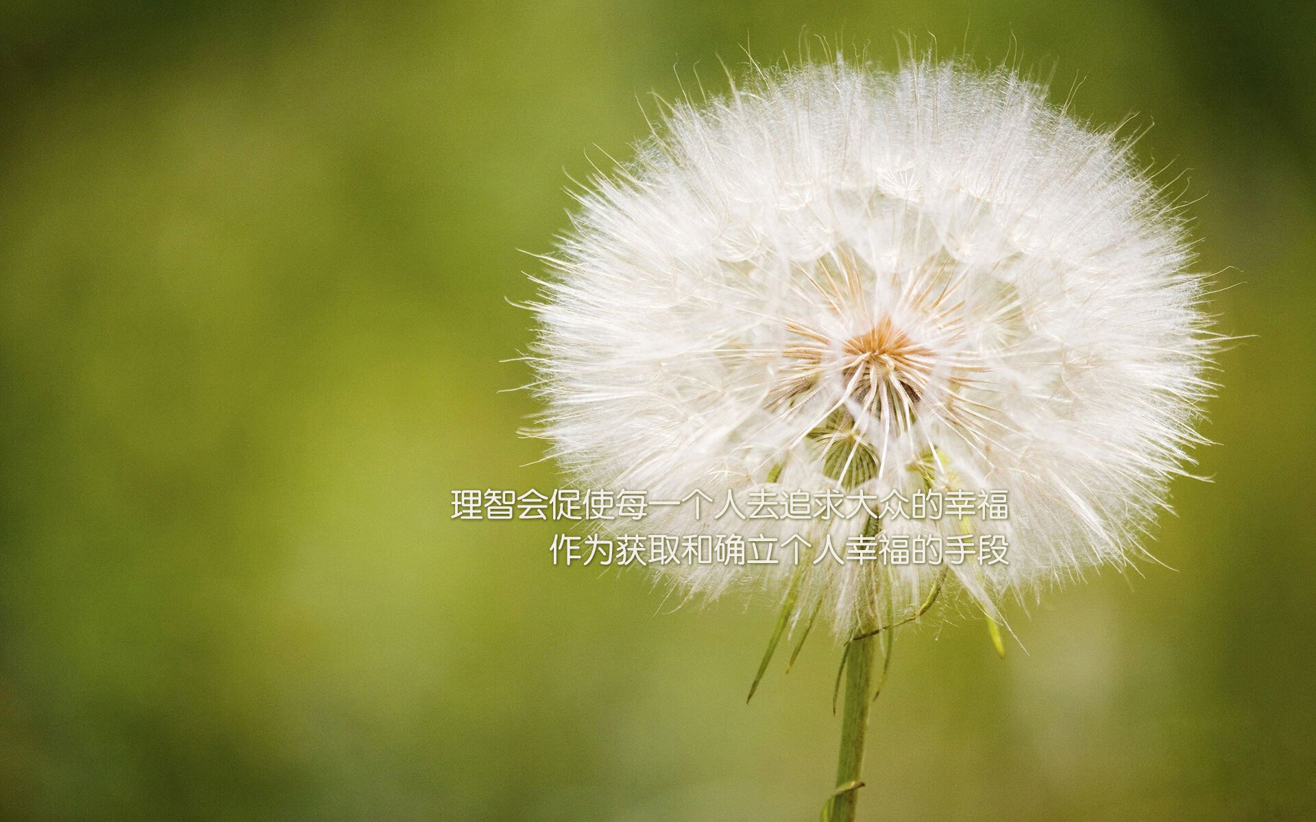 “荒野之战：沙丘与泥泞中的极限追逐”，荒野沙漠