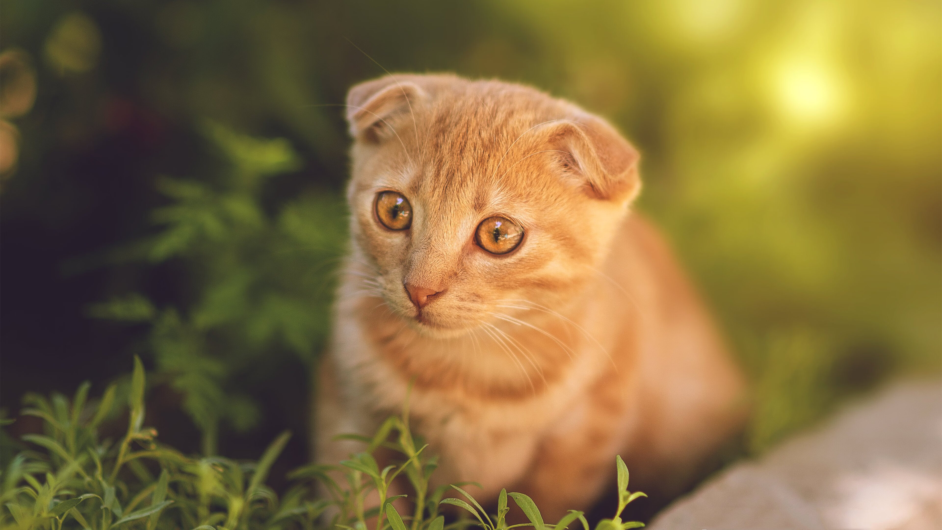 开云官网登录-未来足球场馆采用可再生能源，追求碳中和目标，足球场建设补贴试点城市